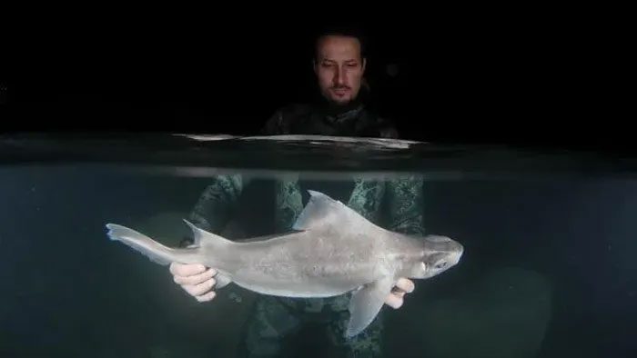 Researcher Andrej Gajić holding the shark underwater.