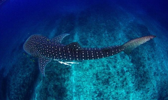 Whale Shark