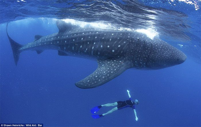 Whale Shark