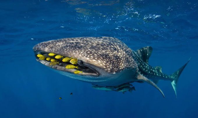 Whale Shark