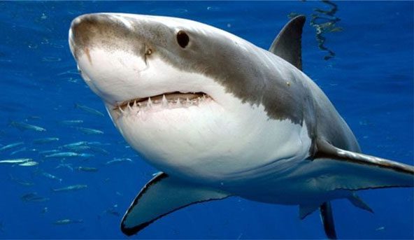 Great White Shark