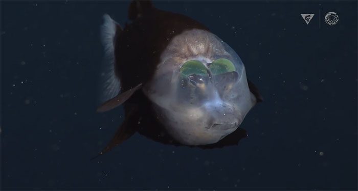 The barrel-eye fish can see through its forehead to observe above and search for prey.