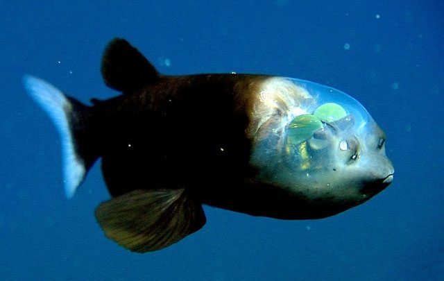 Barreleye Fish