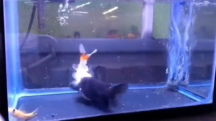 Catfish eating goldfish