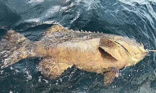 Giant groupers often hunt sharks when the opportunity arises.