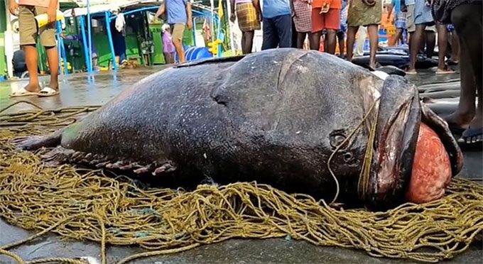 Giant grouper weighing up to 450 kg.