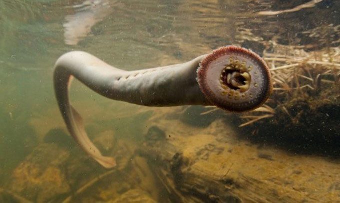 The lamprey threatens the entire fishing industry in the Great Lakes.