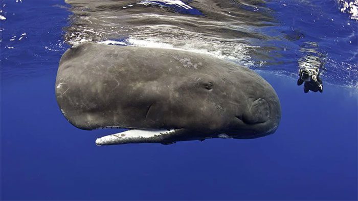 Sperm Whale