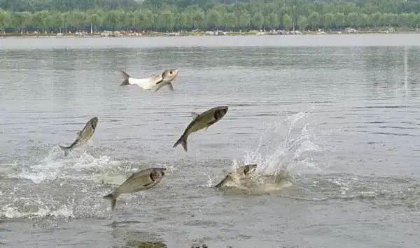 Fish jumping out of the water may also be due to lack of oxygen.