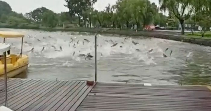 Fish jumping across the surface of Xuanwu Lake (Nanjing, Jiangsu Province) in 2020