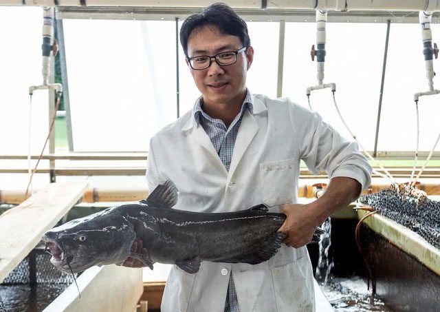 This is an American catfish (Ictalurus punctatus) carrying crocodile genes.