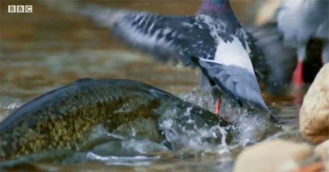 The catfish lunges, pulling a pigeon into the water.