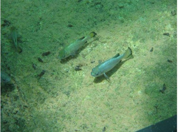 Devil's Hole pupfish in their habitat. (Photo: Baidu)