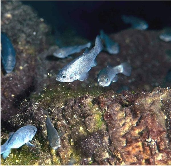 Close-up of Devil's Hole pupfish individuals. (Photo: Baidu)