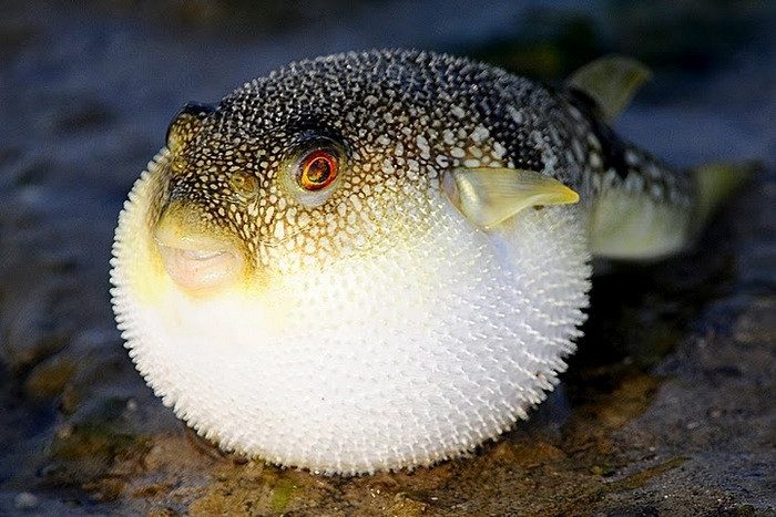 Tetrodotoxin found in pufferfish is considered one of the most potent neurotoxins