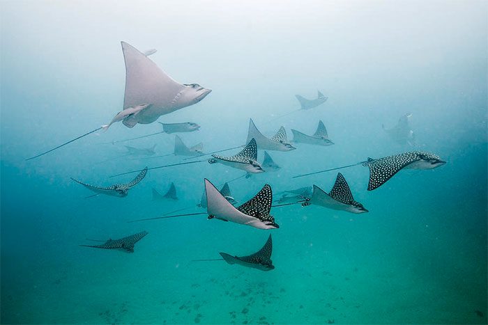 Starry stingrays are often seen swimming alone, but sometimes they swim in groups.