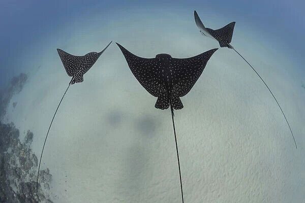 Starry stingray, also known as black-spotted stingray, was once an overlooked species.