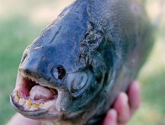 Pacu Fish