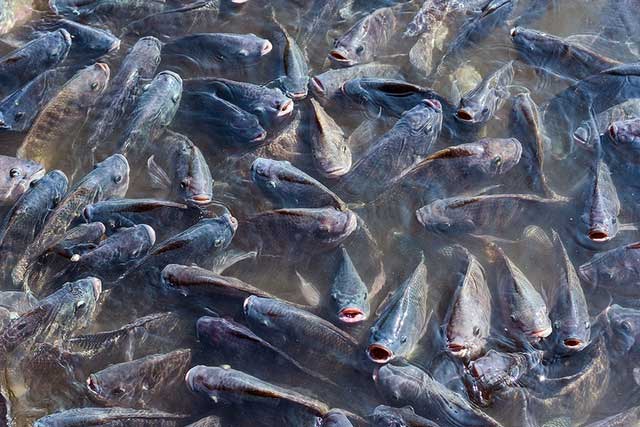 Nile tilapia is an invasive species causing vast environmental and economic damage in the U.S.