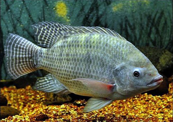 The invasive fish species alarming the U.S. is Nile tilapia