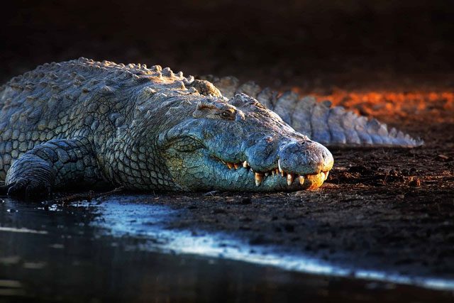 Crocodile