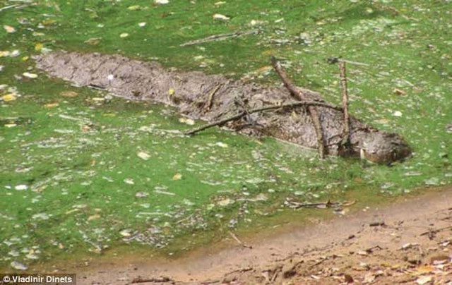 A crocodile is holding a stick on its head to attract unsuspecting water birds.