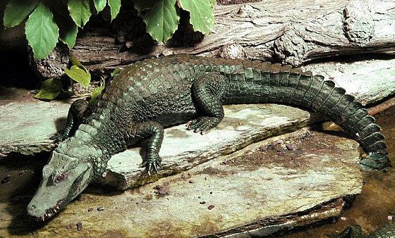 Spectacled Caimans are formidable predators in Central and South America.