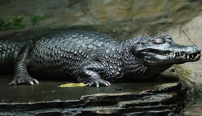 Black Caiman