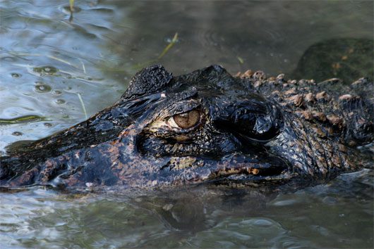 10 aquatic monsters of the Amazon River