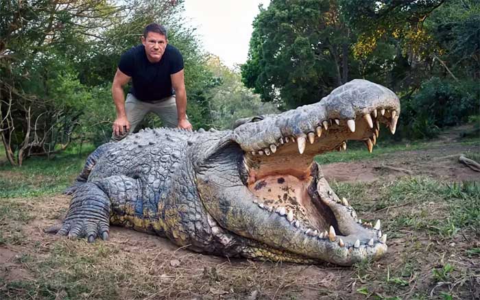 Henry the crocodile is of colossal size.