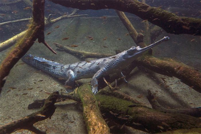 The gharial can grow up to 4.5 meters long and weigh up to 900 kilograms.