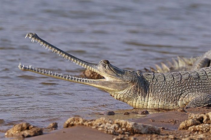 The gharial crocodile