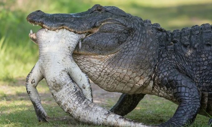 American Alligator ready to eat smaller cannibalistic individuals