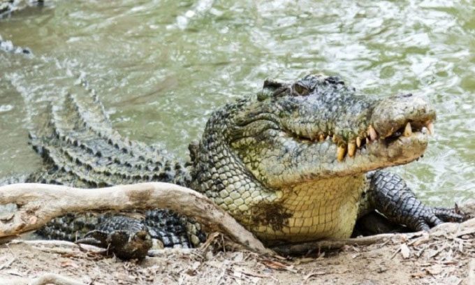 The saltwater crocodile has the strongest bite force on the planet.