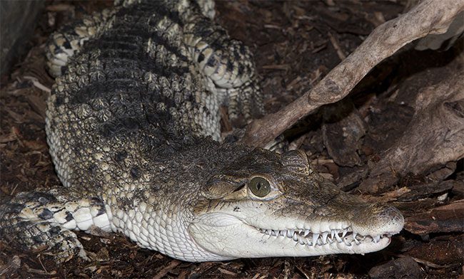 Philippine Crocodile