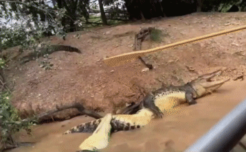 Crocodile attacking crocodile
