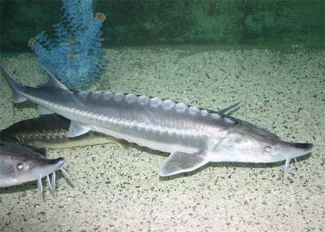 Sturgeon