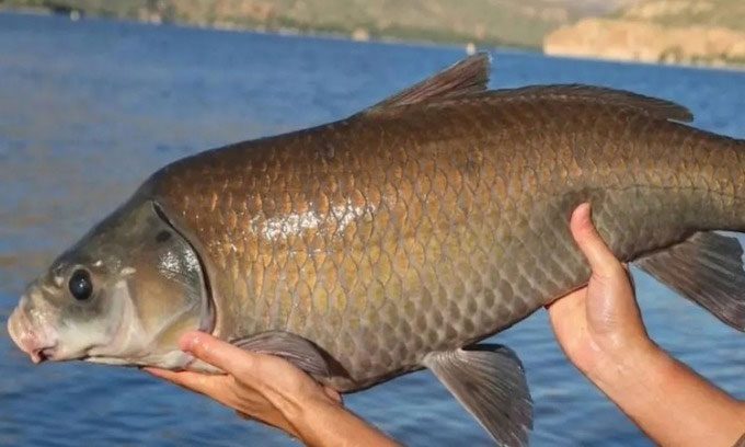 A buffalo fish that has lived for a century in Apache Lake