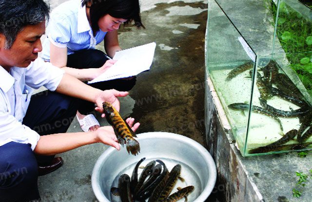 During the rainy season, this fish migrates to the mountains to feed on algae and plankton.