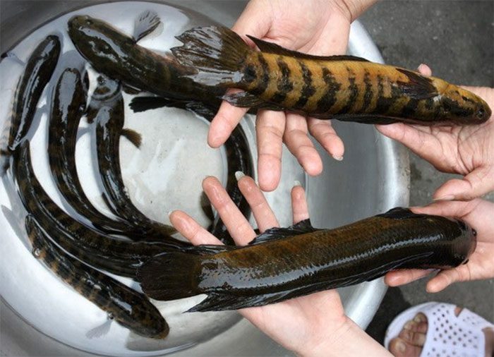 The Trối fish is a rare and endemic fish found in Hà Nam Province.