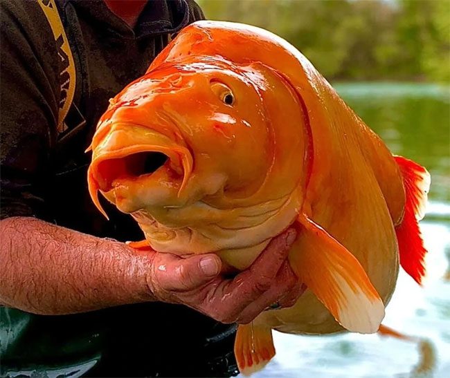 Carrot goldfish, a hybrid of common carp and koi