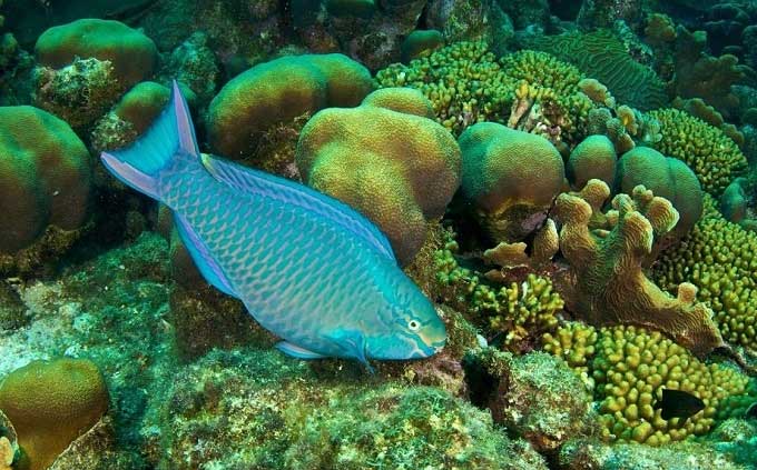 Parrotfish (also known as Scaridae).