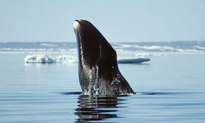 Whales have an average lifespan of about 70 years.