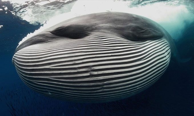 Bryde's whale hunting sardines underwater.