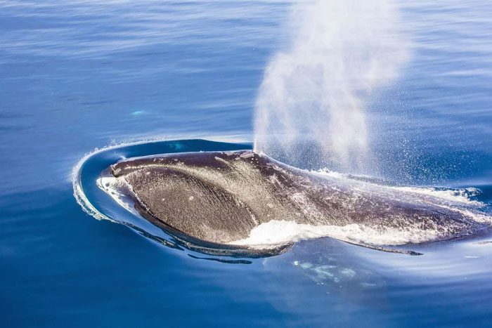 Giant whales are less likely to develop cancer relative to their body size.