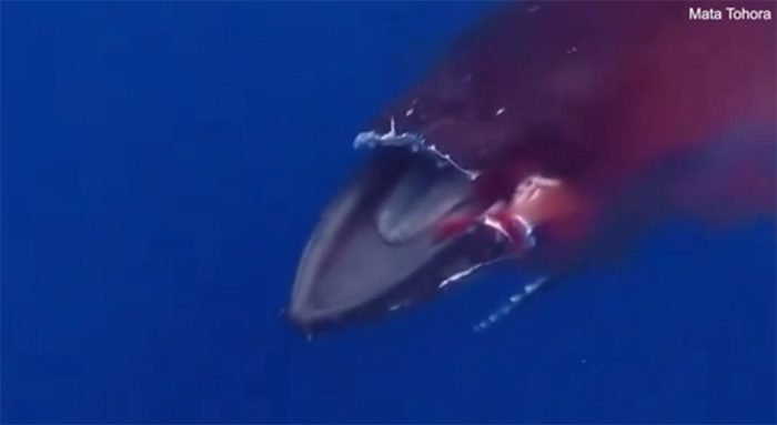 Humpback whale in pain from injuries caused by ferry collision.