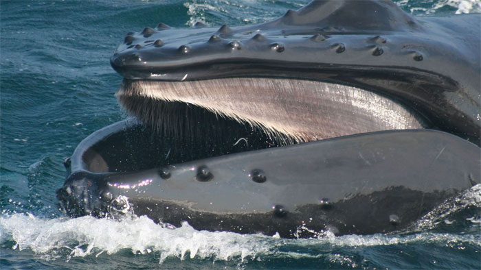 Whales have a unique structure inside their mouths instead of teeth.