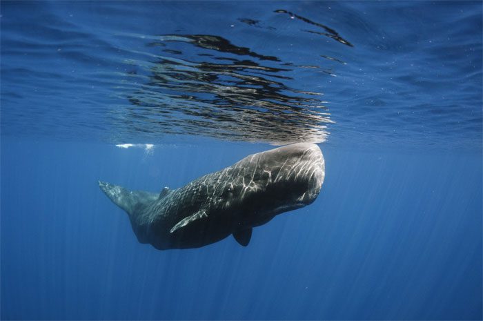 Most people will never have the chance to see a sperm whale.