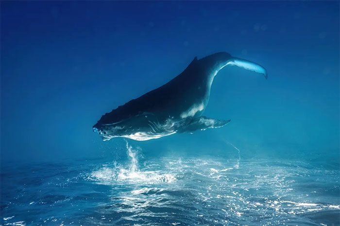 Humpback Whale