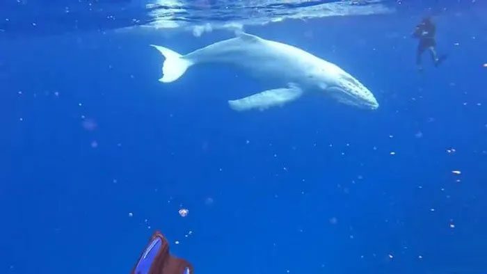 It is very rare for an albino humpback whale to reach adulthood.